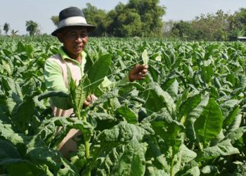Misbakhun Sayangkan Minimnya Pembelaan Negara kepada Petani Tembakau
